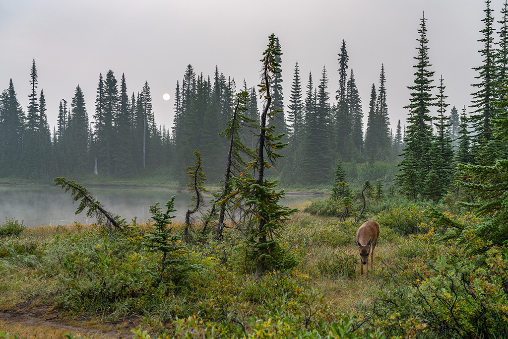 A smoky morning in the park, Mount Rainier National Park / Rebecca Latson