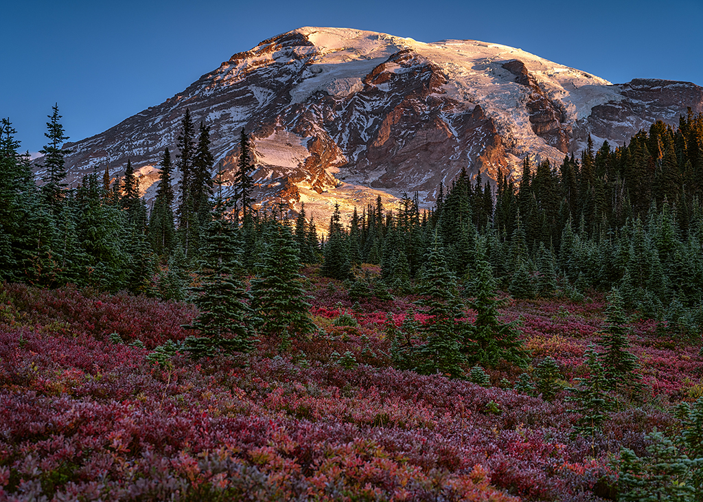Fall color at sunrise in the Paradise area, Mount Rainier National Park / Rebecca Latson