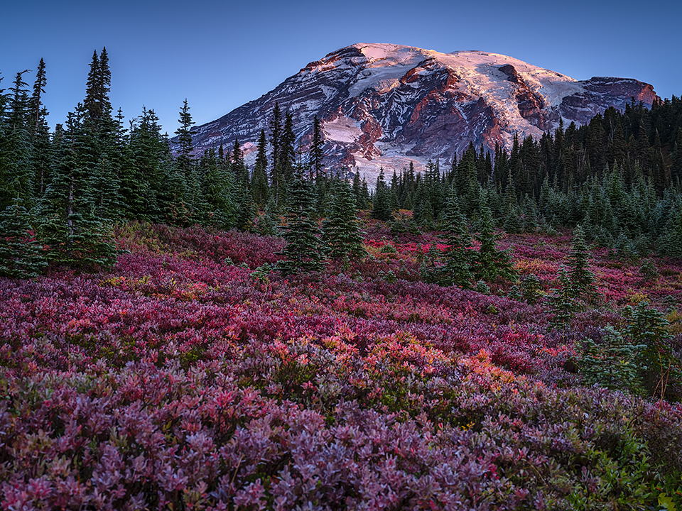 Autumn colors of sunrise at Paradise, Mount Rainier National Park / Rebecca Latson