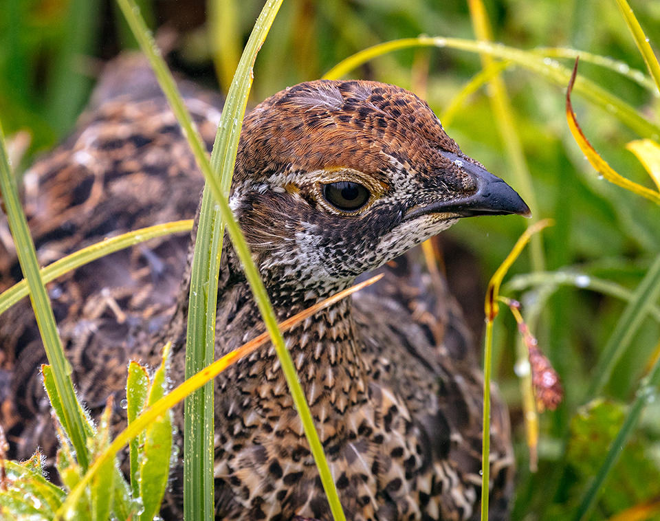 Blue grouse chick, Mount Rainier National Park / Rebecca Latson Blue grouse chick, Mount Rainier National Park / Rebecca Latson