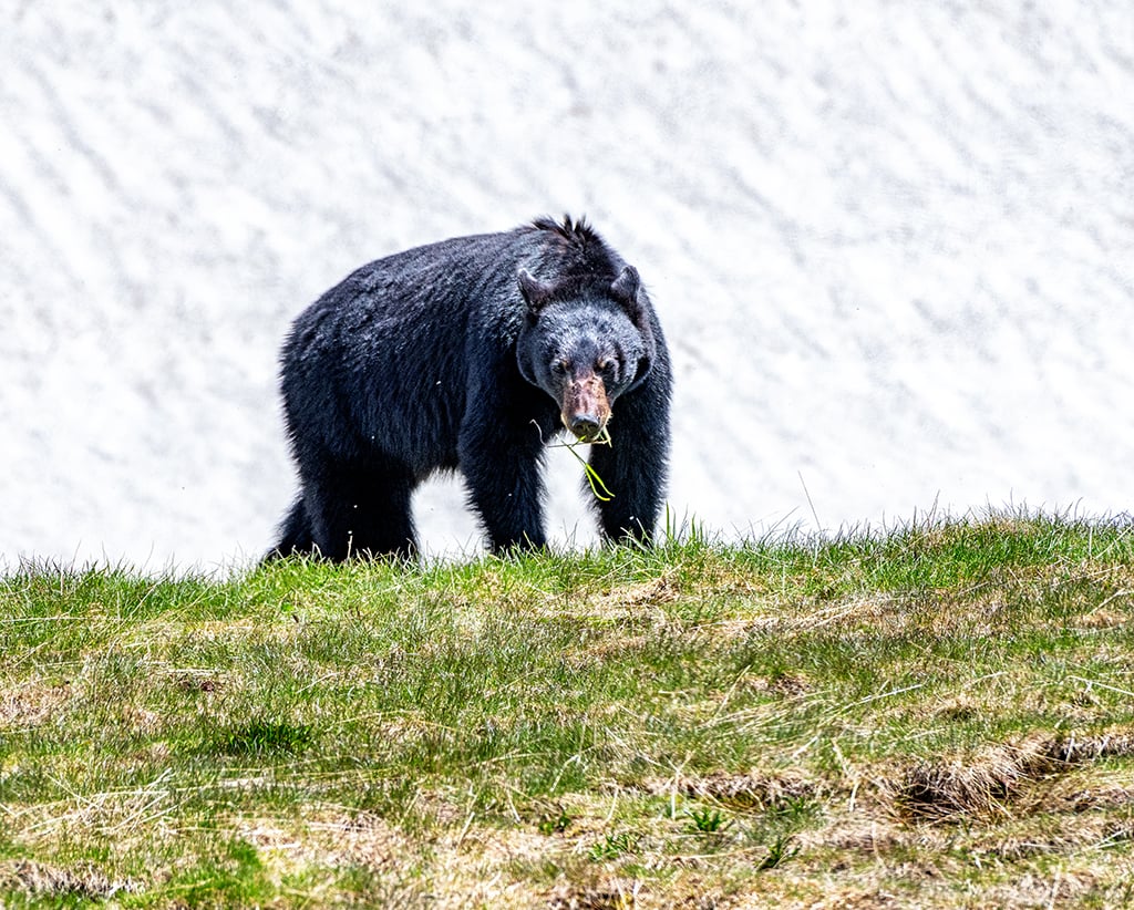 A black bear spotted in the Lower Lot, Mount Rainier National Park / Rebecca Latson