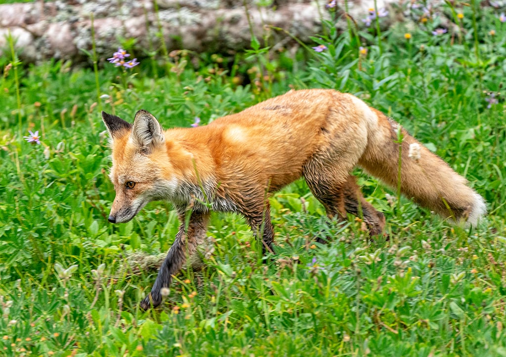 A lovely little red fox, Mount Rainier National Park / Rebecca Latson