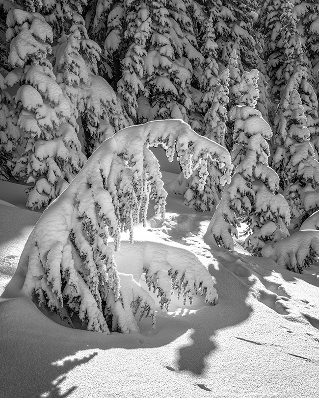 A lonely little tree bend beneath the snow burden, Mount Rainier National Park / Rebecca Latson A lonely little tree bend beneath the snow burden, Mount Rainier National Park / Rebecca Latson