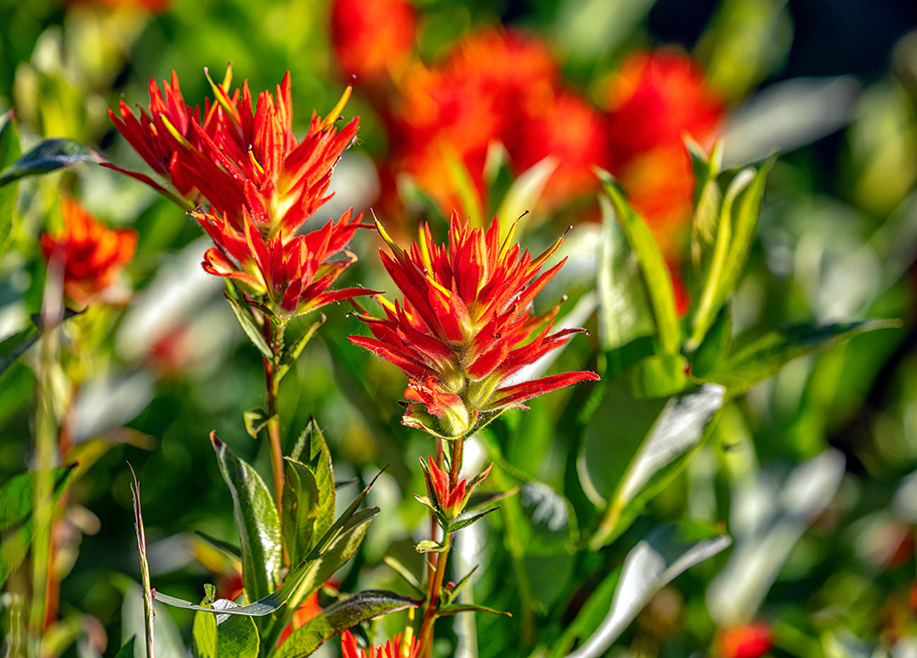 Scarlet paintbrush, Mount Rainier National Park / Rebecca Latson