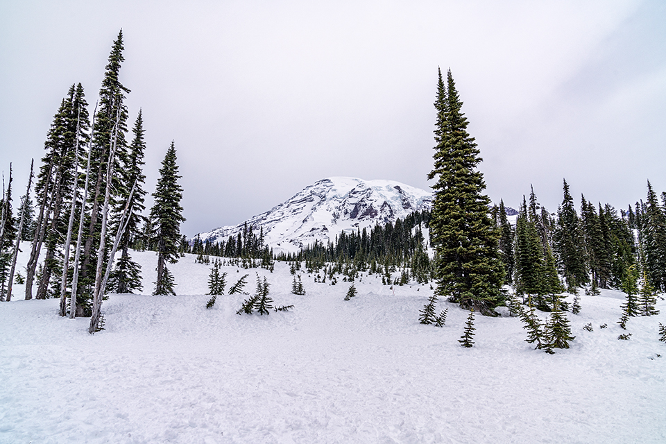 Winter white and green, Mount Rainier National Park / Rebecca Latson Winter white and green, Mount Rainier National Park / Rebecca Latson