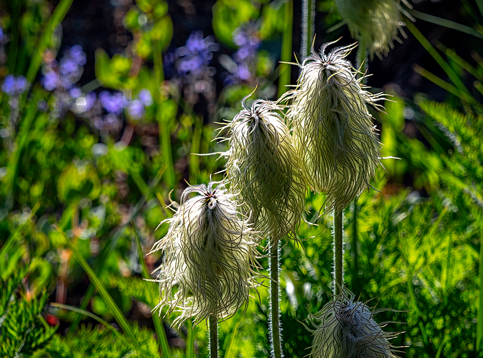 Pasqueflower seed heads, Mount Rainier National Park / Rebecca Latson Pasqueflower seed heads, Mount Rainier National Park / Rebecca Latson