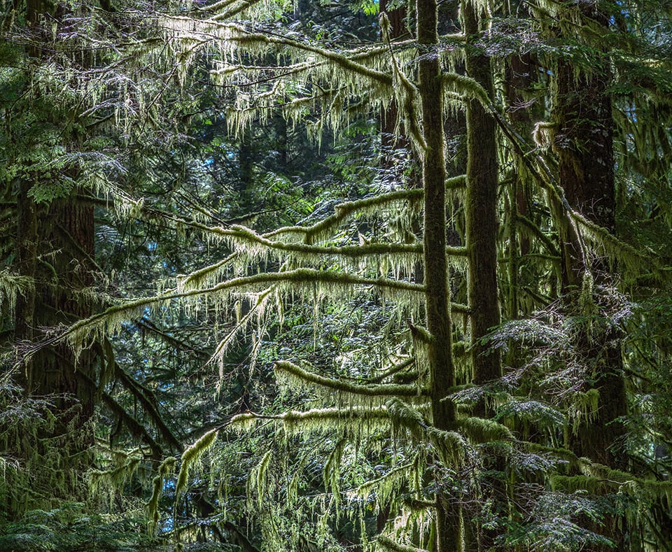 Ghostly green arms stretching out in the sun, Mount Rainier National Park / Rebecca Latson