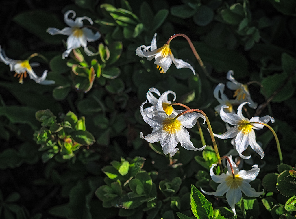 Dew-dappled avalanche lilies, Mount Rainier National Park / Rebecca Latson