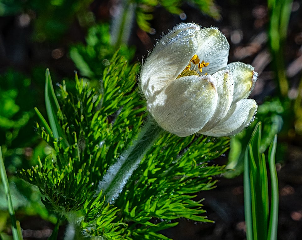 Pasqueflower bloom, Mount Rainier National Park / Rebecca Latson Pasqueflower bloom, Mount Rainier National Park / Rebecca Latson