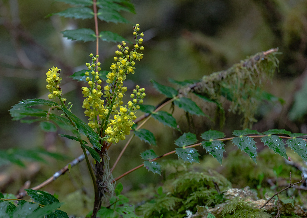 Cascade Oregon grape, Mount Rainier National Park / Rebecca Latson