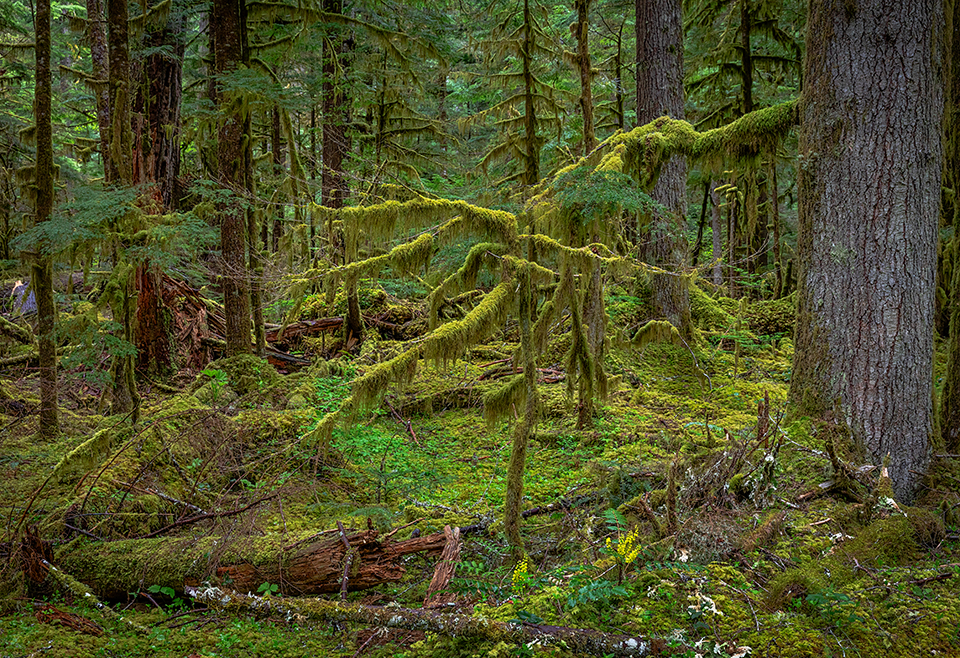 Moss-draped limbs in a lowland interior forest, Mount Rainier National Park / Rebecca Latson Moss-draped limbs in a lowland interior forest, Mount Rainier National Park / Rebecca Latson