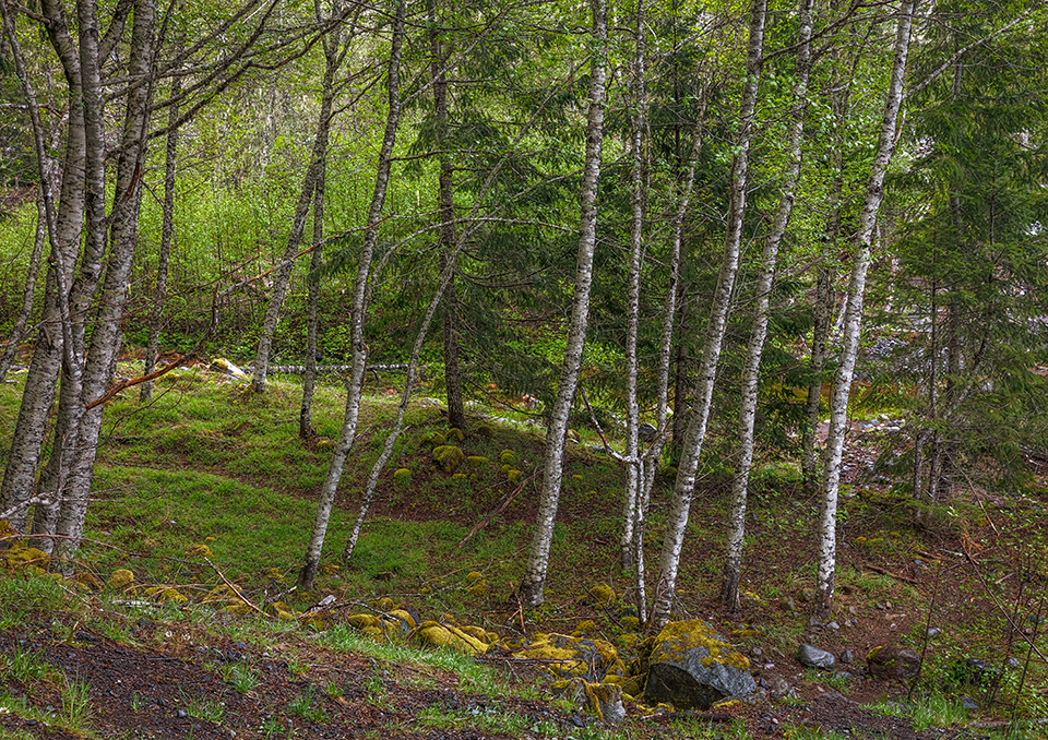 The forest by the river, Mount Rainier National Park / Rebecca Latson