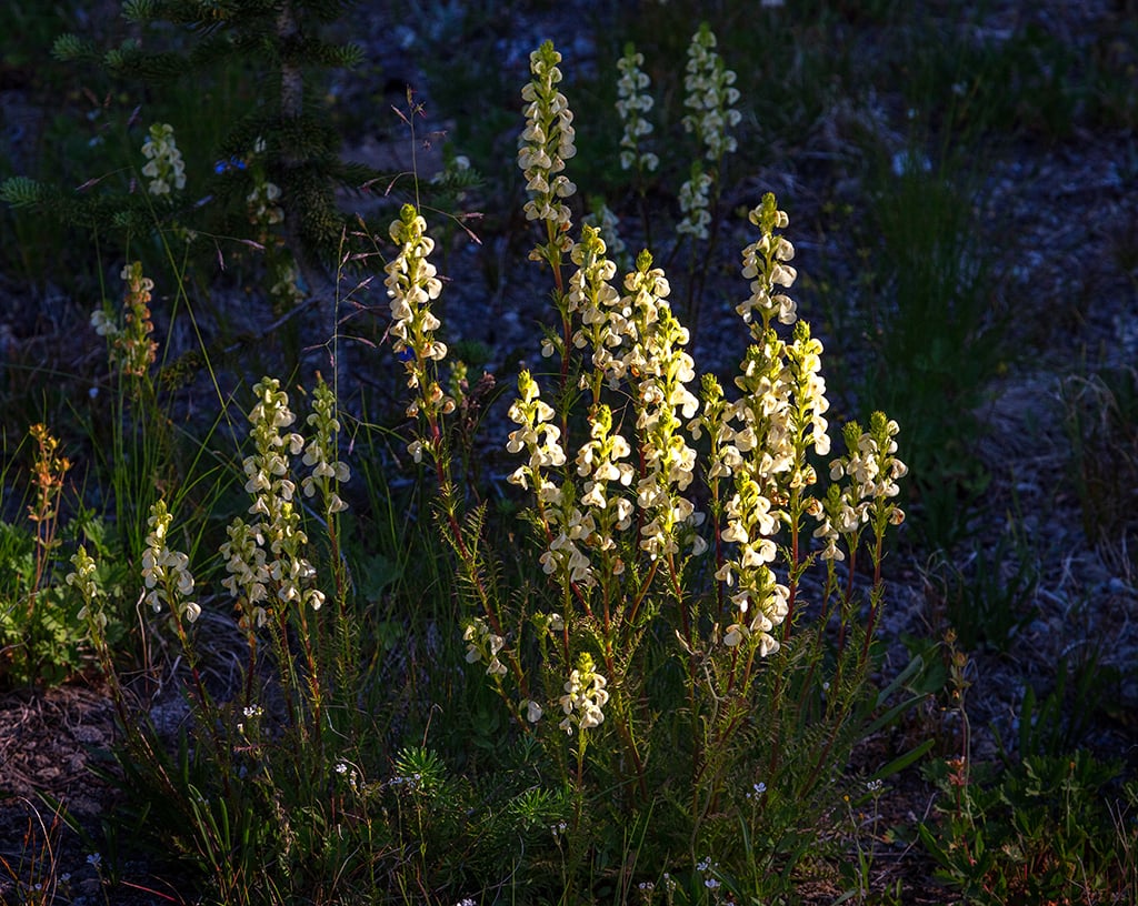 Lupine, Mount Rainier National Park / Rebecca Latson