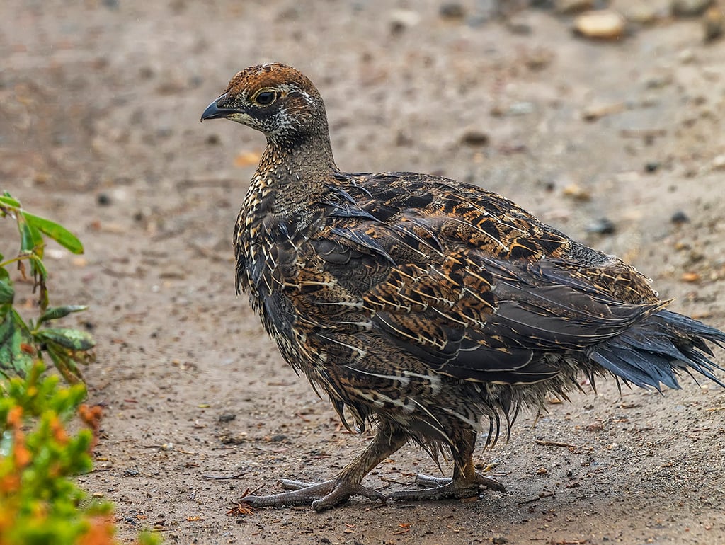 A soggy little grouse chick, Mount Rainier National Park / Rebecca Latson