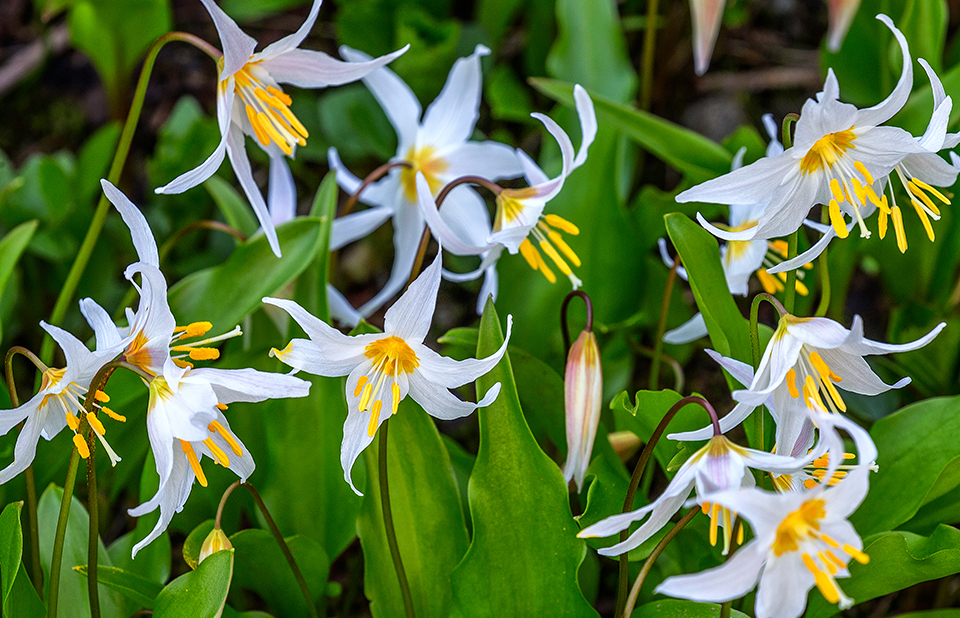 Avalanche lilies, Mount Rainier National Park / Rebecca Latson Avalanche lilies, Mount Rainier National Park / Rebecca Latson