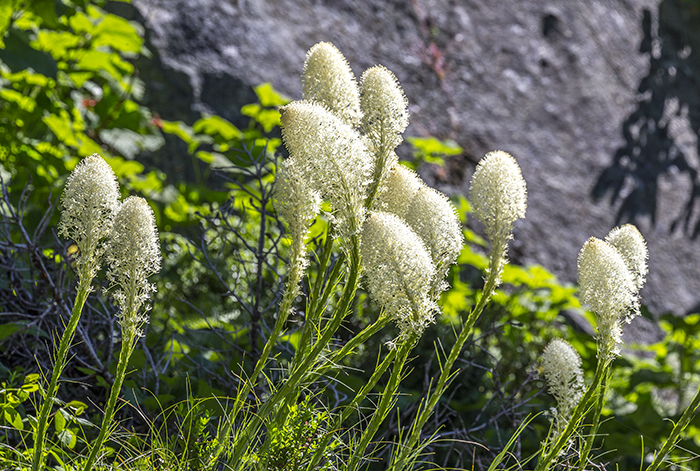 Beargrass, Mount Rainier National Park / Rebecca Latson Beargrass, Mount Rainier National Park / Rebecca Latson