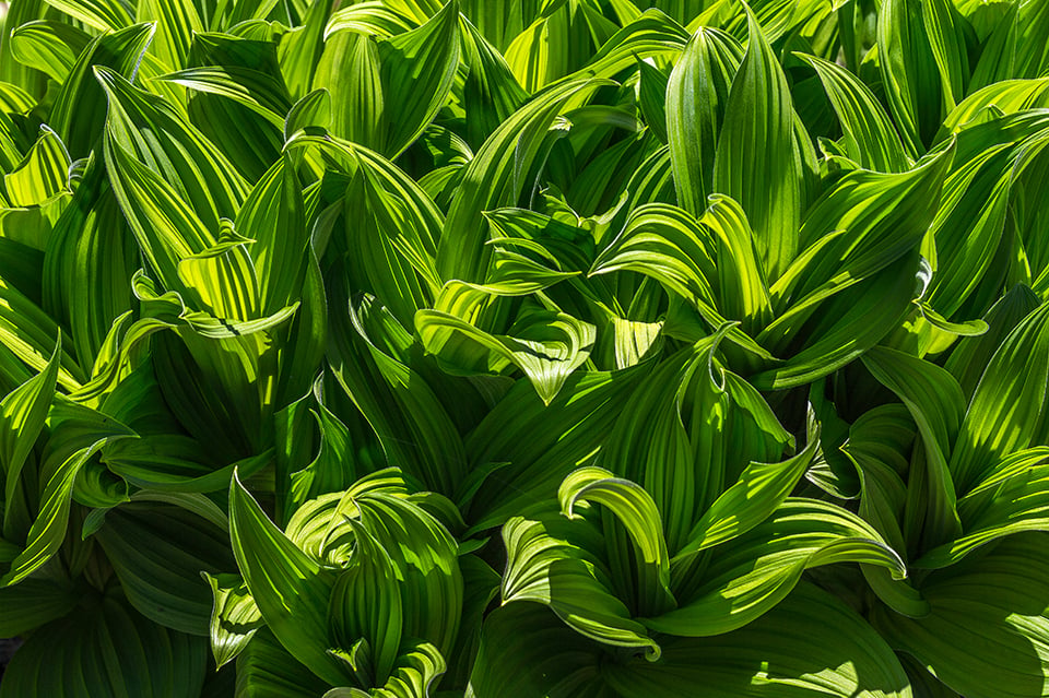 Saturated texture, Mount Rainier National Park / Rebecca Latson Saturated texture, Mount Rainier National Park / Rebecca Latson