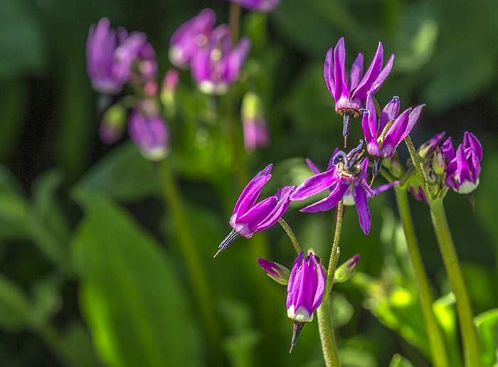 Jeffrey's Shooting Star, Mount Rainier National Park / Rebecca Latson Jeffrey's Shooting Star, Mount Rainier National Park / Rebecca Latson