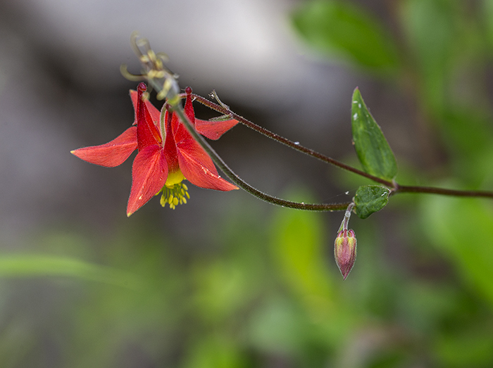 Crimson Columbine, Mount Rainier National Park / Rebecca Latson Crimson Columbine, Mount Rainier National Park / Rebecca Latson
