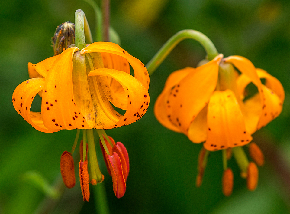 Tiger lilies filling the frame, Mount Rainier National Park / Rebecca Latson Tiger lilies filling the frame, Mount Rainier National Park / Rebecca Latson
