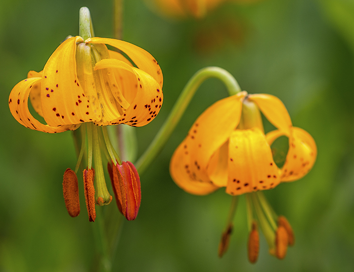 Tiger Lilies, Mount Rainier National Park / Rebecca Latson Tiger Lilies, Mount Rainier National Park / Rebecca Latson