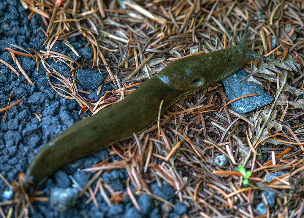 A banana slug just inching along, minding its own business, Mount Rainier National Park / Rebecca Latson A banana slug just inching along, minding its own business, Mount Rainier National Park / Rebecca Latson