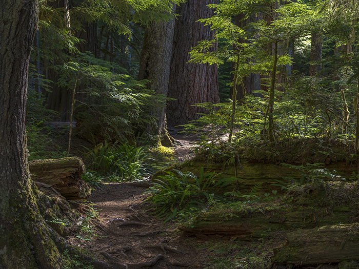 Walking along the Twin Firs Trail, Mount Rainier National Park / Rebecca Latson Walking along the Twin Firs Trail, Mount Rainier National Park / Rebecca Latson