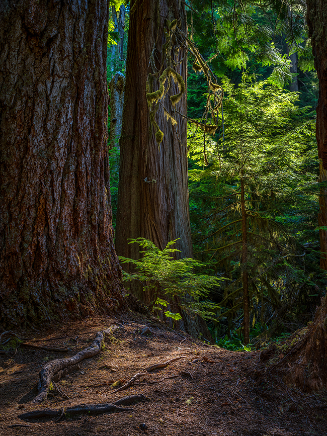 Sunlight and shade along the Twin Firs Trail, Mount Rainier National Park / Rebecca Latson Sunlight and shade along the Twin Firs Trail, Mount Rainier National Park / Rebecca Latson