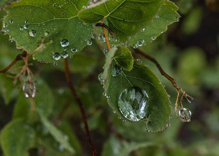 An autumn raindrop, Mount Rainier National Park / Rebecca Latson