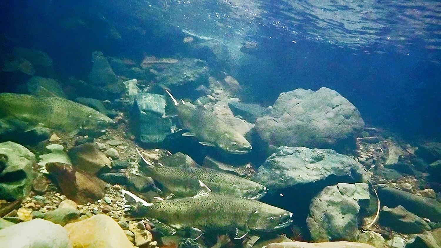 Adult Chinook salmon in Redwood Creek, Muir Woods National Monument/NPS, Natale Urquhart