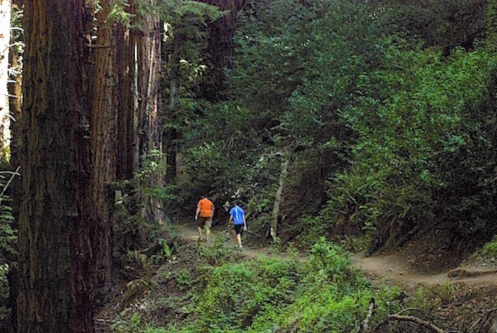 Hikers at Muir Woods National Monument/kjr