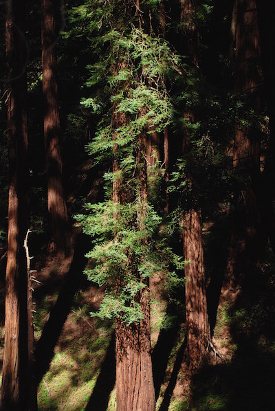 Coastal Redwood at Muir Woods NM/Kurt Repanshek
