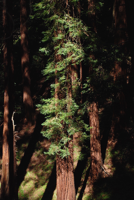 Muir Woods National Monument reopened Monday/Kurt Repanshek file