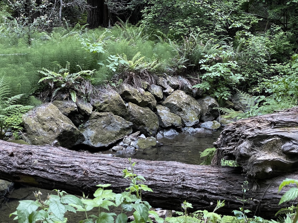 Restoration of sections of Redwood Creek in Muir Woods National Monument aim to improve habitat for endangered coho salmon/NPS, Jace Ritchey Restoration of sections of Redwood Creek in Muir Woods National Monument aim to improve habitat for endangered coho salmon/NPS, Jace Ritchey