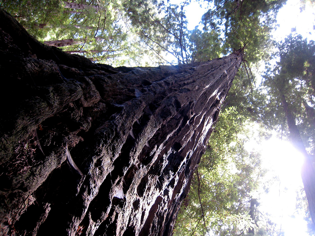 Muir Woods National Monument / Alan Levine