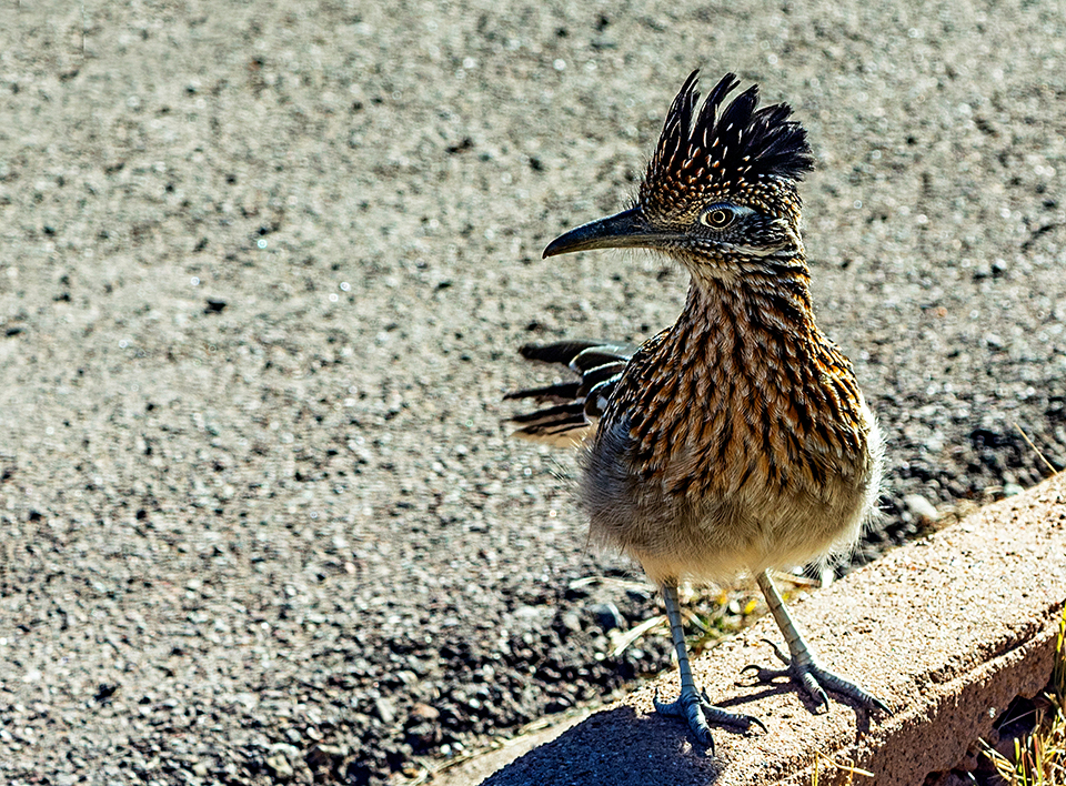 Meep meep! A nicely-posing roadrunner, Big Bend National Park / Rebecca Latson Meep meep! A nicely-posing roadrunner, Big Bend National Park / Rebecca Latson