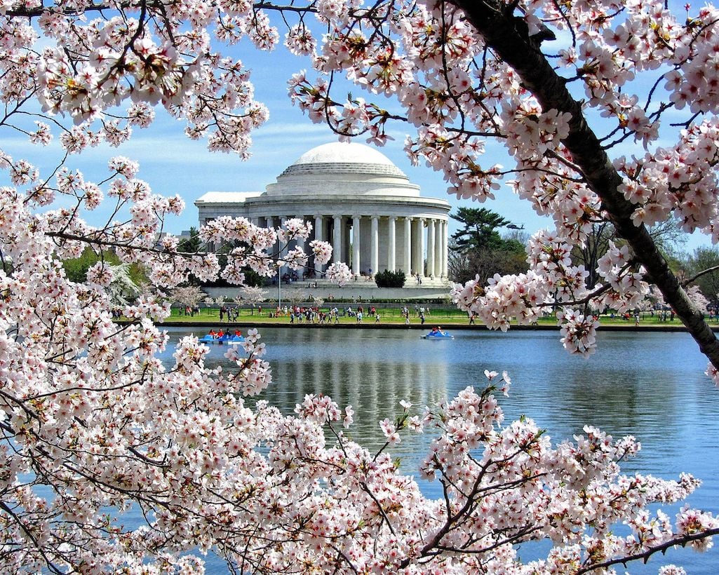 Cherry blossoms and the Jefferson Memorial/Jay Wald, 2014 Cherry blossoms and the Jefferson Memorial/Jay Wald, 2014