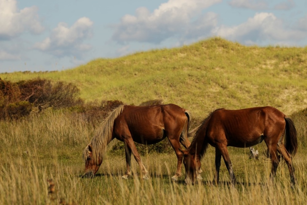 Horses grazing in a grass field