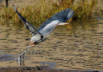 Great blue heron at New River Gorge National River/NPS Great blue heron at New River Gorge National River/NPS