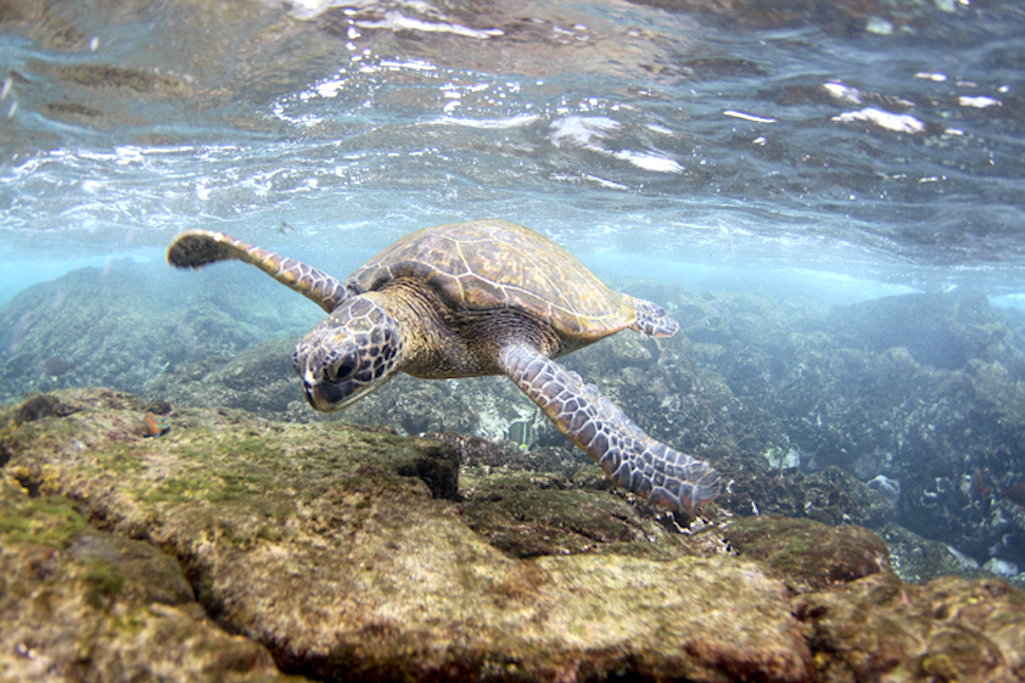 The U.S. Fish and Wildlife Service and National Marine Fisheries Service are proposing critical habitat for green sea turtles/NOAA, Ali Bayless