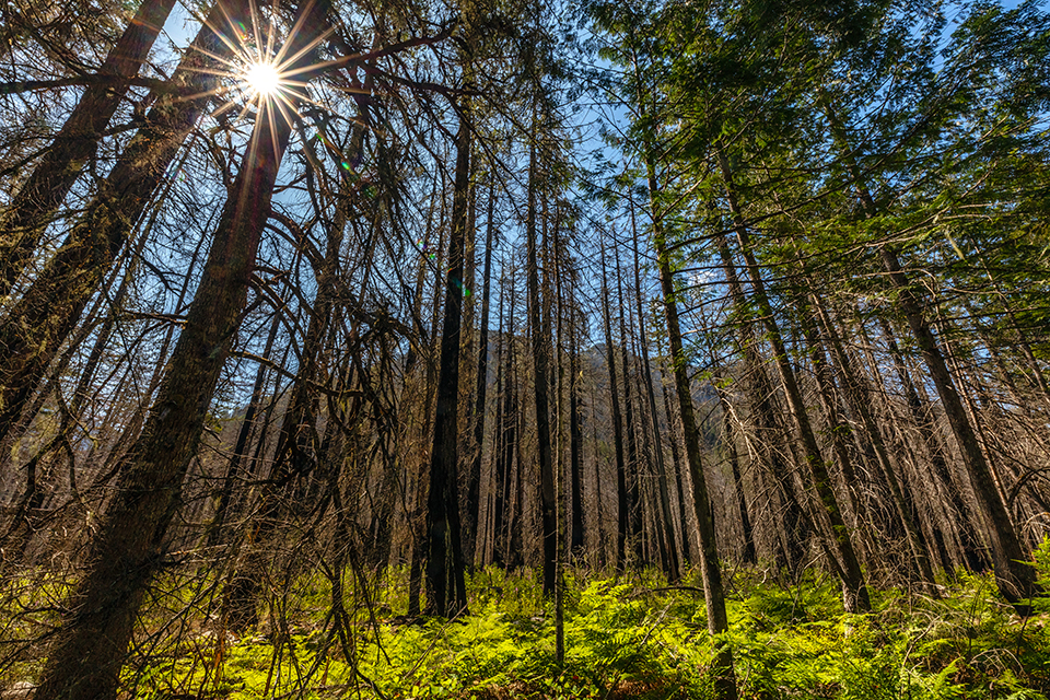 A sunstar through the trees, North Cascades National Park / Rebecca Latson