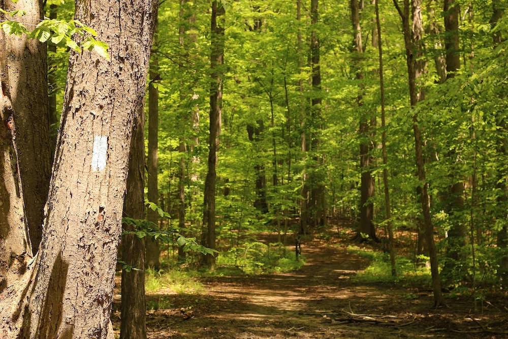 Trail marker in dense forest 