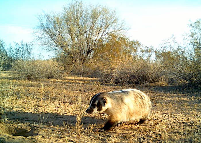 Though this badger triggered a remote camera in 2017, more and more of the species is being seen in the Southwest/NPS file Though this badger triggered a remote camera in 2017, more and more of the species is being seen in the Southwest/NPS file