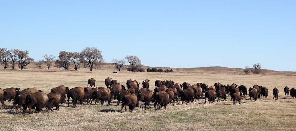 The bison were released Friday on the Wolakota Buffalo Range/NPS