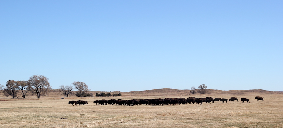 100 bison from Theodore Roosevelt and Badlands national parks have been transferred to the Rosebud Sioux nation/NPS