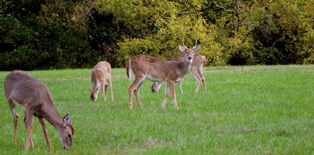 Deer culling operations are scheduled for park system units near Washington, D.C./NPs file Deer culling operations are scheduled for park system units near Washington, D.C./NPs file
