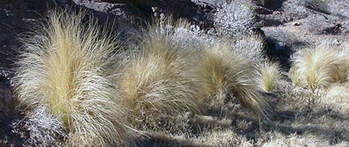 It takes a lot of manpower to tackle fountaingrass in parks such as Lake Mead NRA and Saguaro National Park/NPS file
