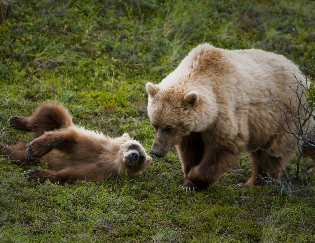 The National Park Service and U.S. Fish and Wildlife Service are seeking public comment on a proposal to see grizzly bears recovered in the North Cascades ecosystem/NPS file The National Park Service and U.S. Fish and Wildlife Service are seeking public comment on a proposal to see grizzly bears recovered in the North Cascades ecosystem/NPS file