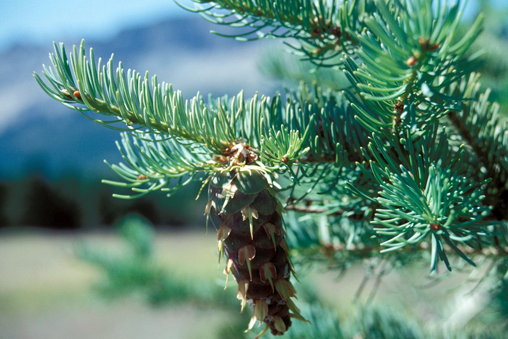 Douglas fir needles and cone / NPS file