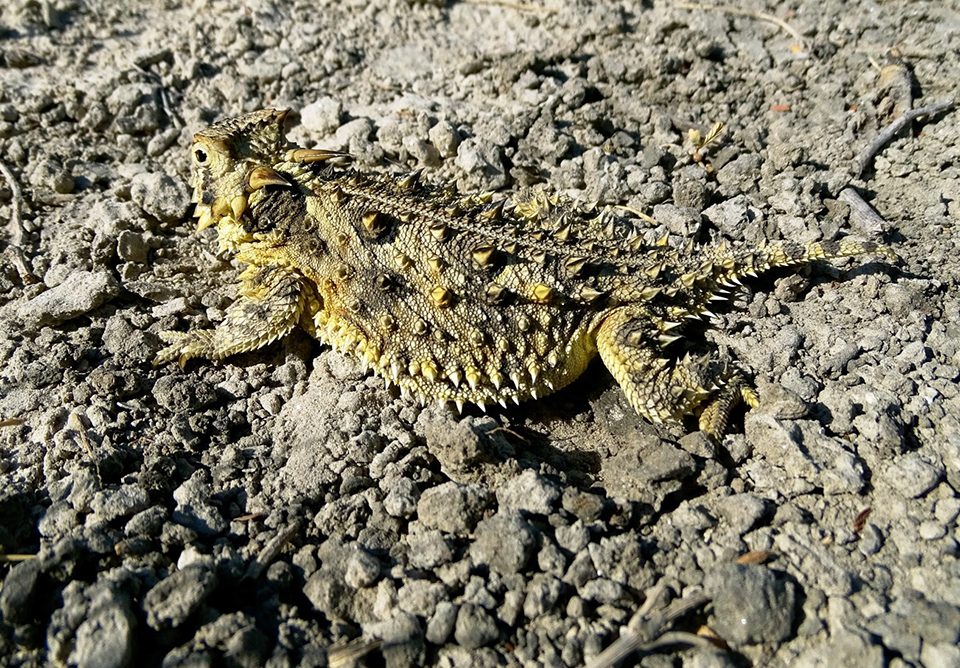 Texas horned lizard / National Park Service